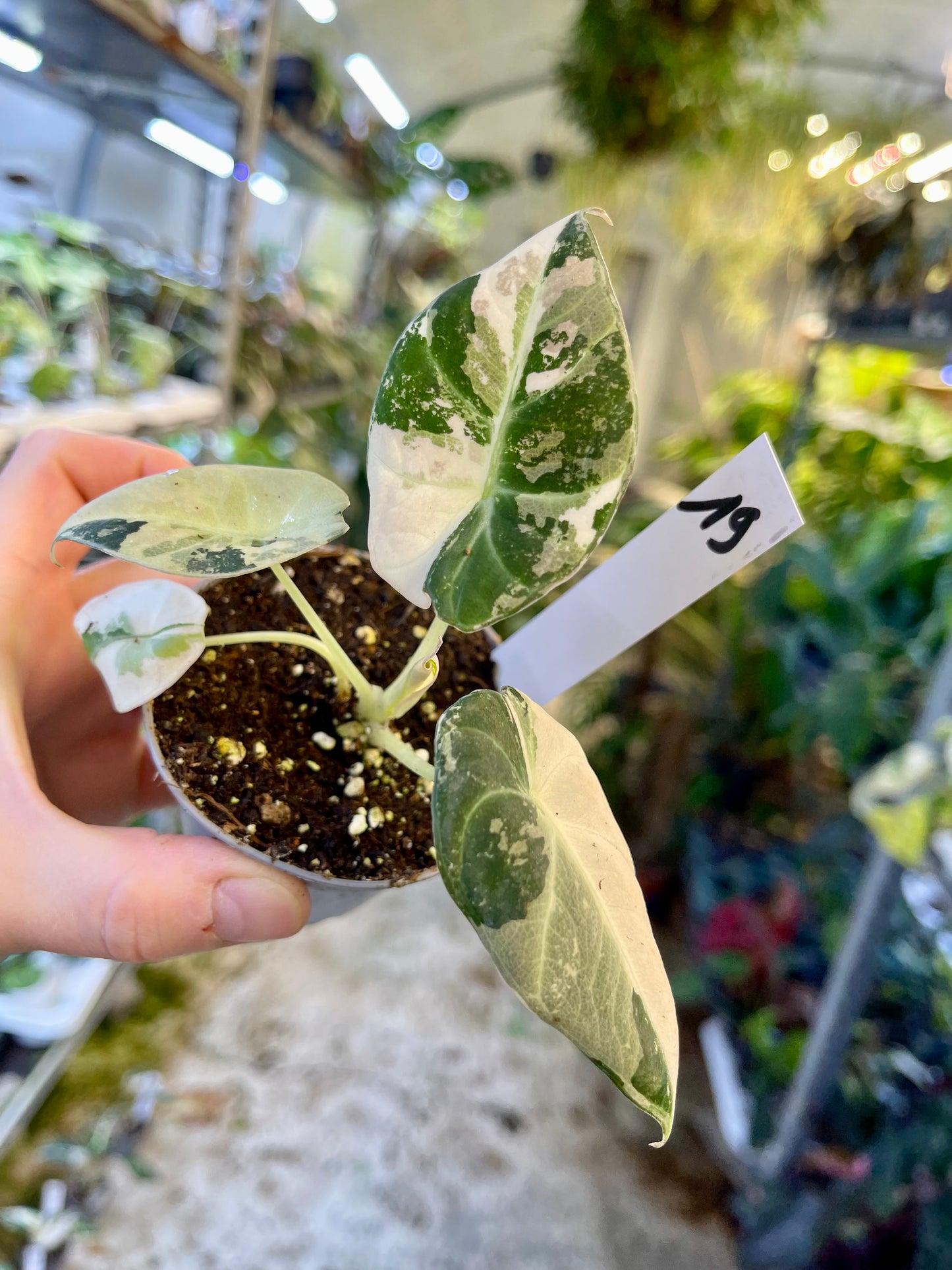 ALOCASIA BLACK VELVET VARIEGATA PINK S NEW