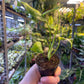 Monstera deliciosa Yellow Marilyn Variegata S NEW