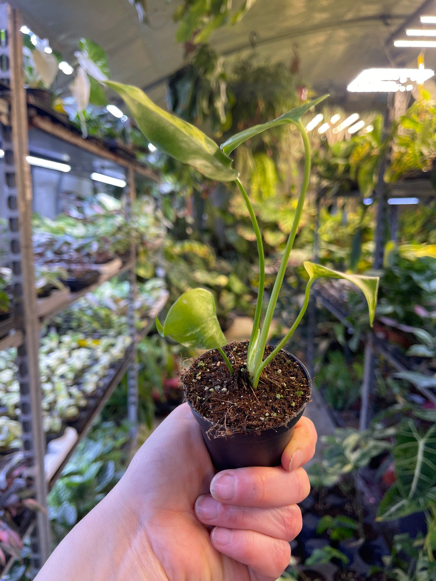 Monstera deliciosa Yellow Marilyn Variegata S NEW