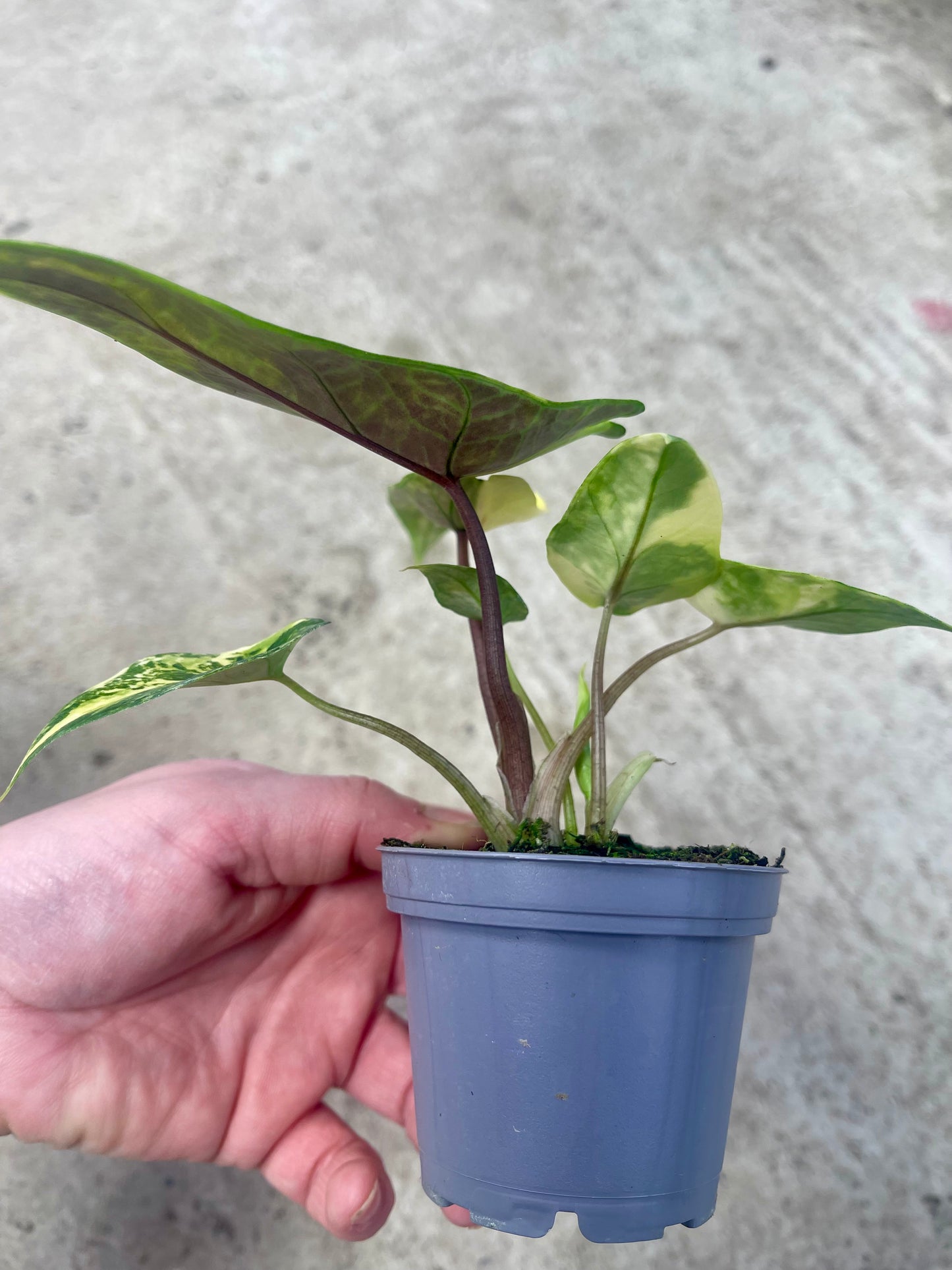 ALO.CASIA SCALPRUM AUREA VARIEGATA (2 plantes)