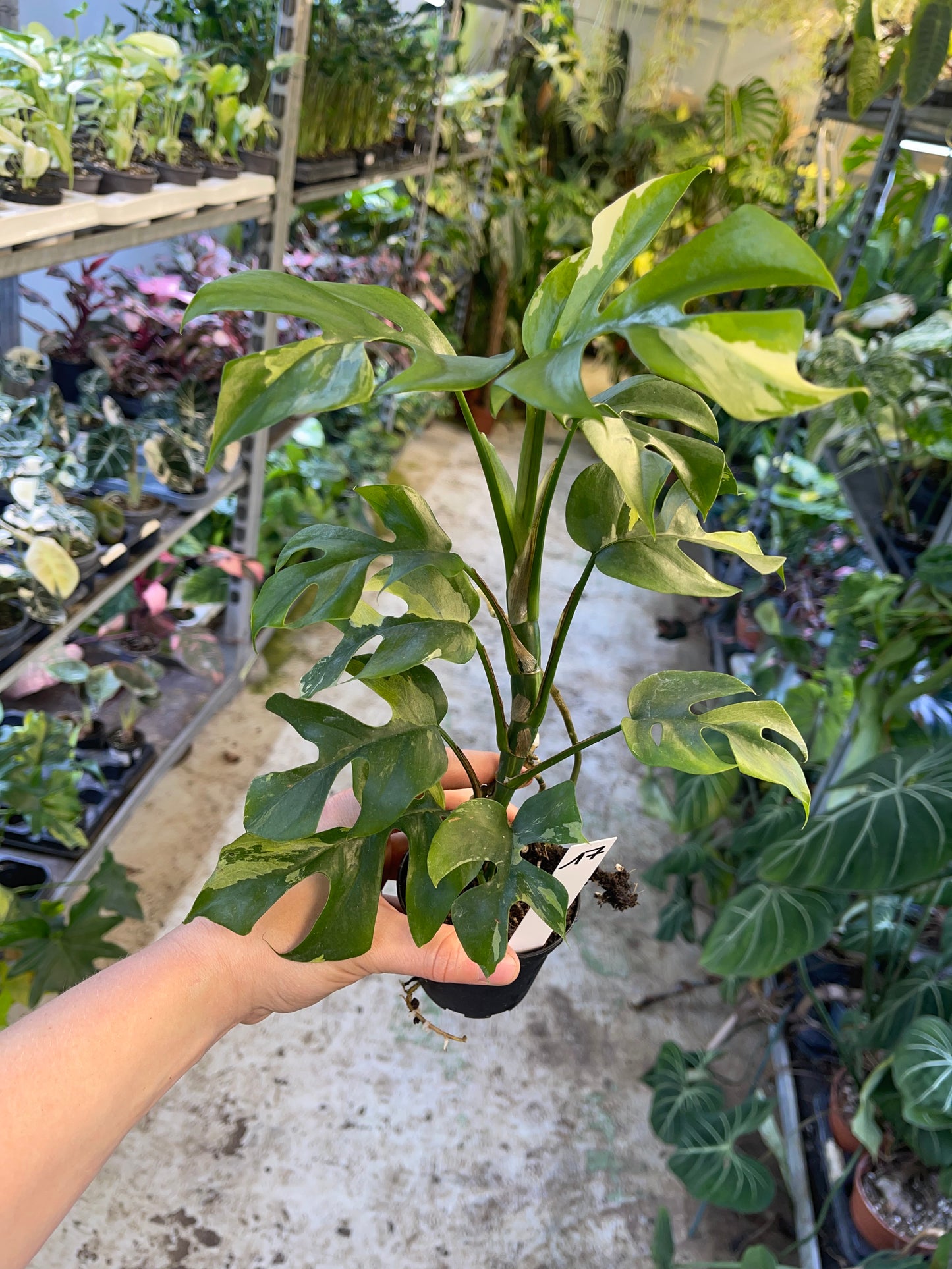 Monstera minima ALBO variegata / Rhaphidophora tetrasperma ALBO variegata