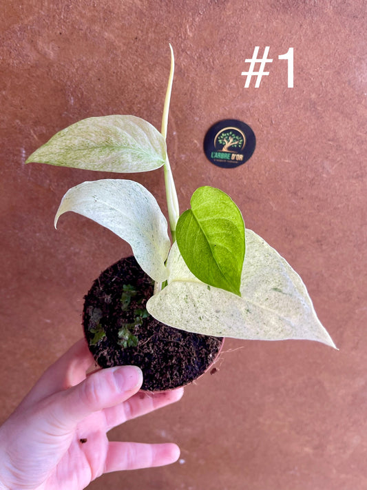 Monstera laniata variegata