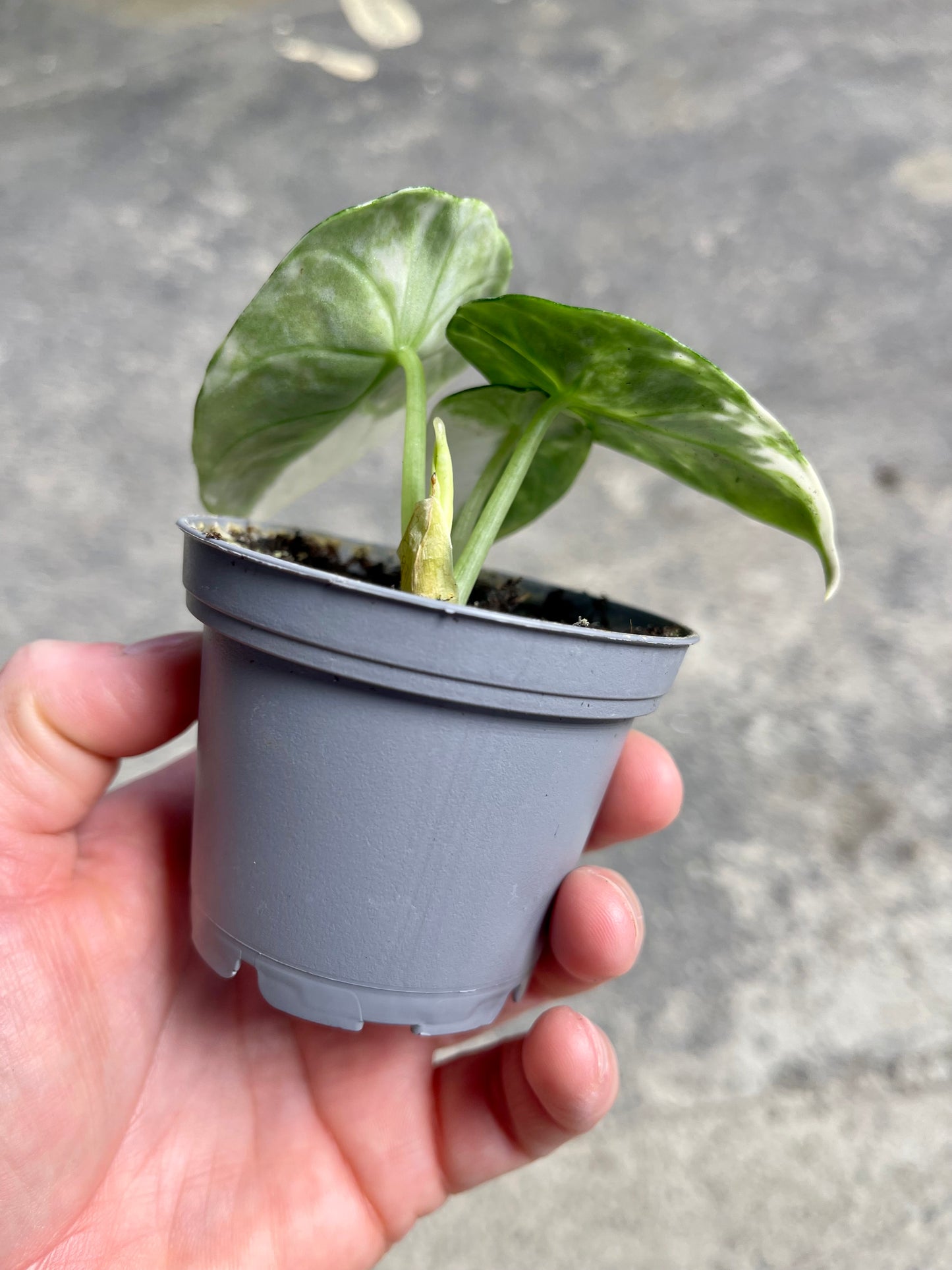 ALO.CASIA NINJA ALBO VARIEGATA