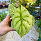 Alocasia silver dragon aurea variegata
