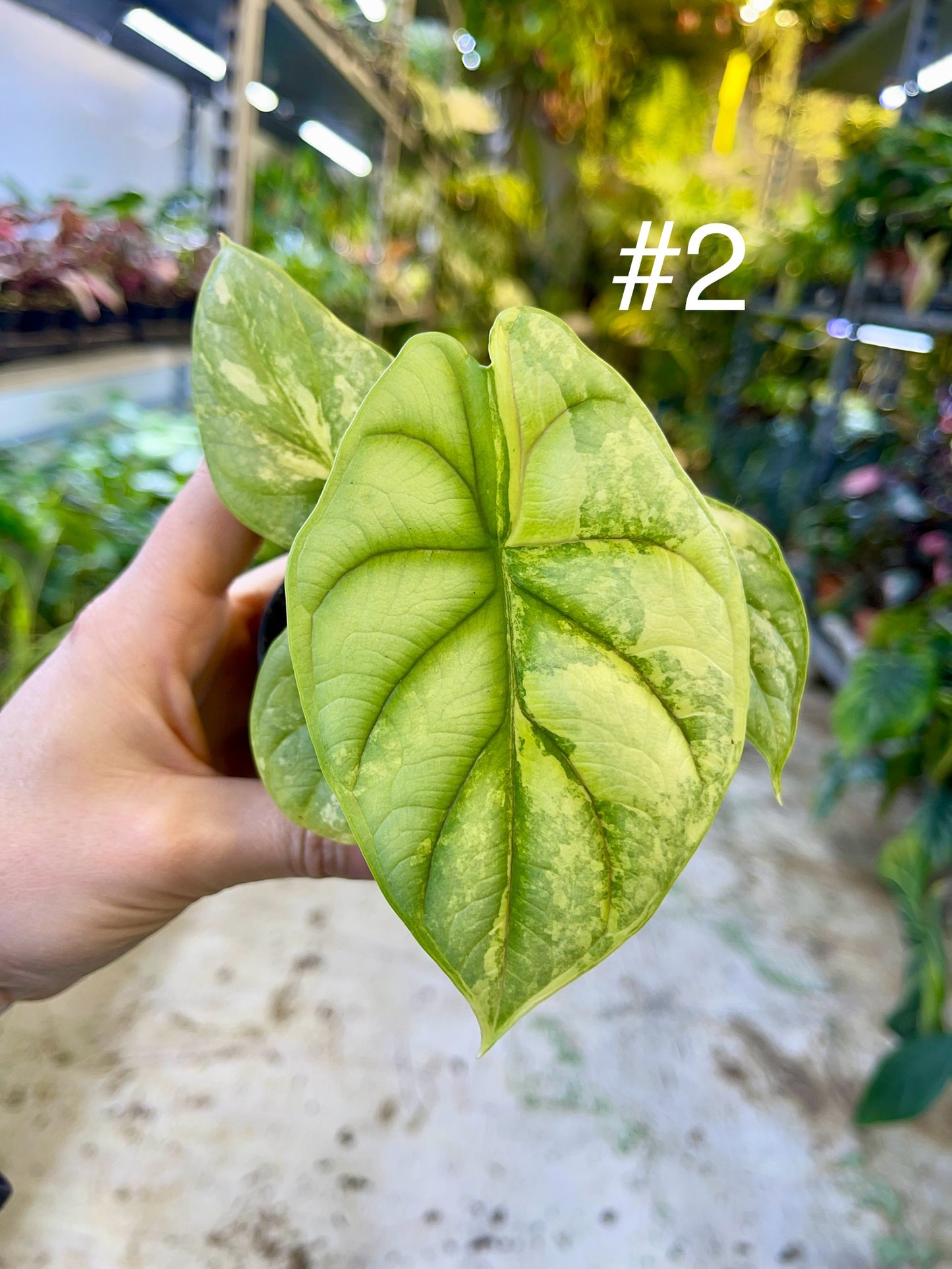 Alocasia silver dragon aurea variegata