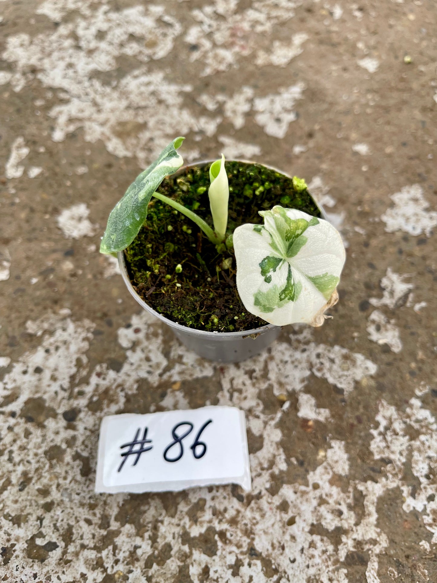 PLANTE A SAUVER
