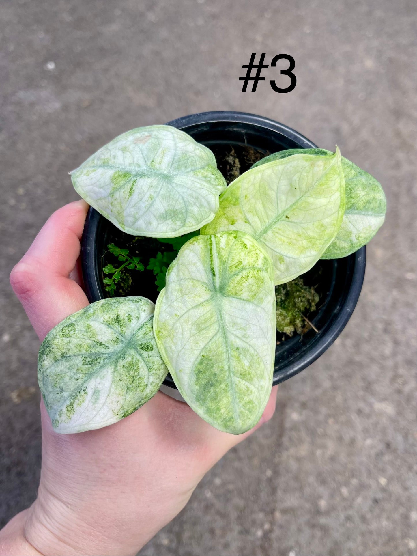 ALOCASIA NINJA VARIEGATA TRICOLOR NEW