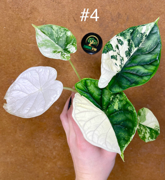 Alocasia dragon scale albo variegata