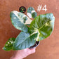 Alocasia macrorrhiza variegata S