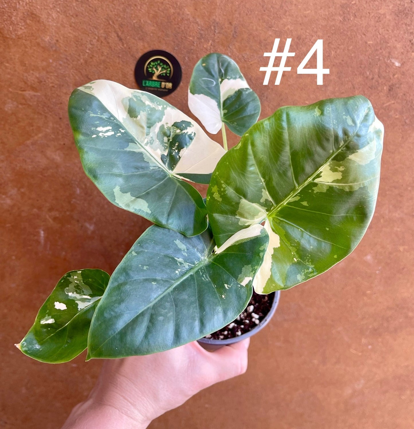 Alocasia macrorrhiza variegata S