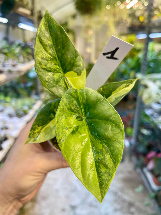 Alocasia sinuata variegata NEW