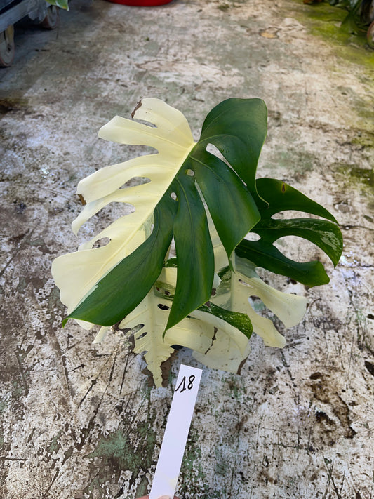 Monstera albo variegata