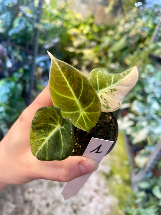 Alocasia black velvet variegata aurea S NEW