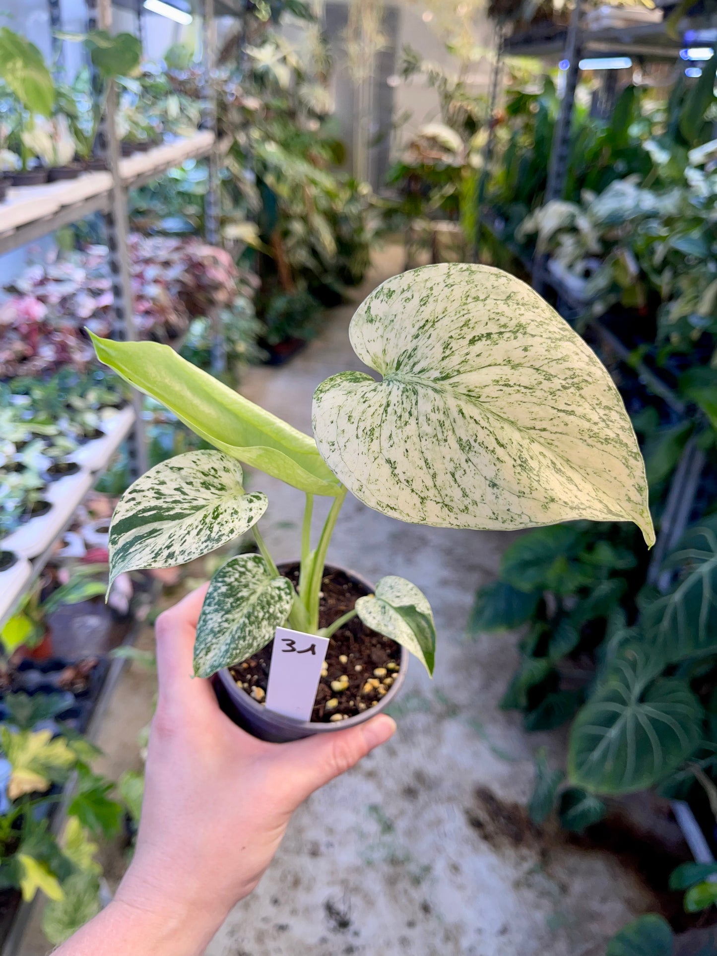 MONSTERA WHITE MONSTER M NEW