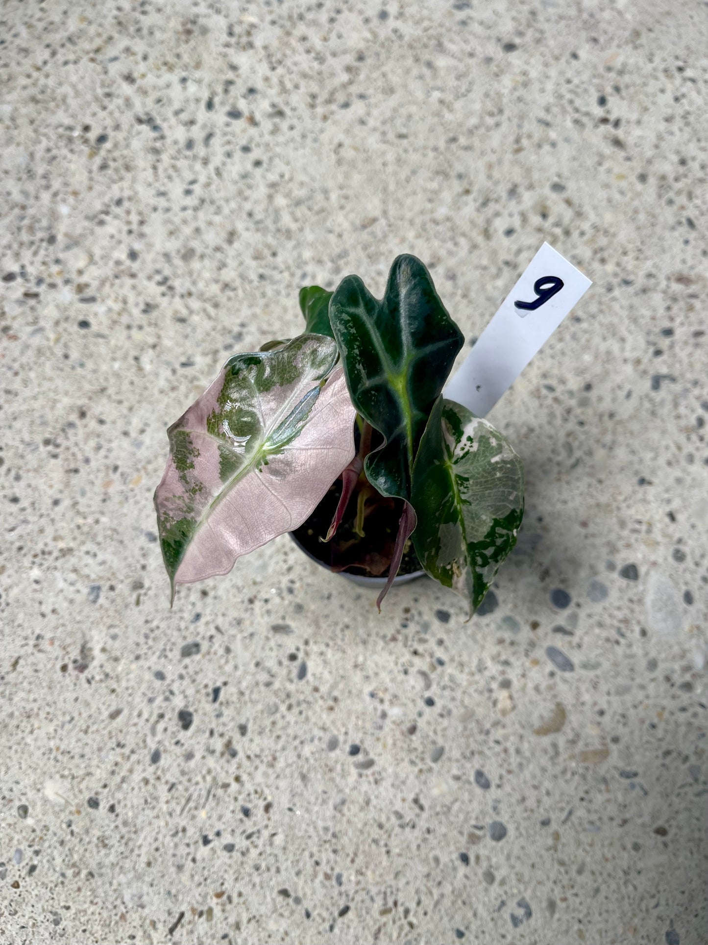 ALOCASIA AMAZONICA POLLY PINK NEW