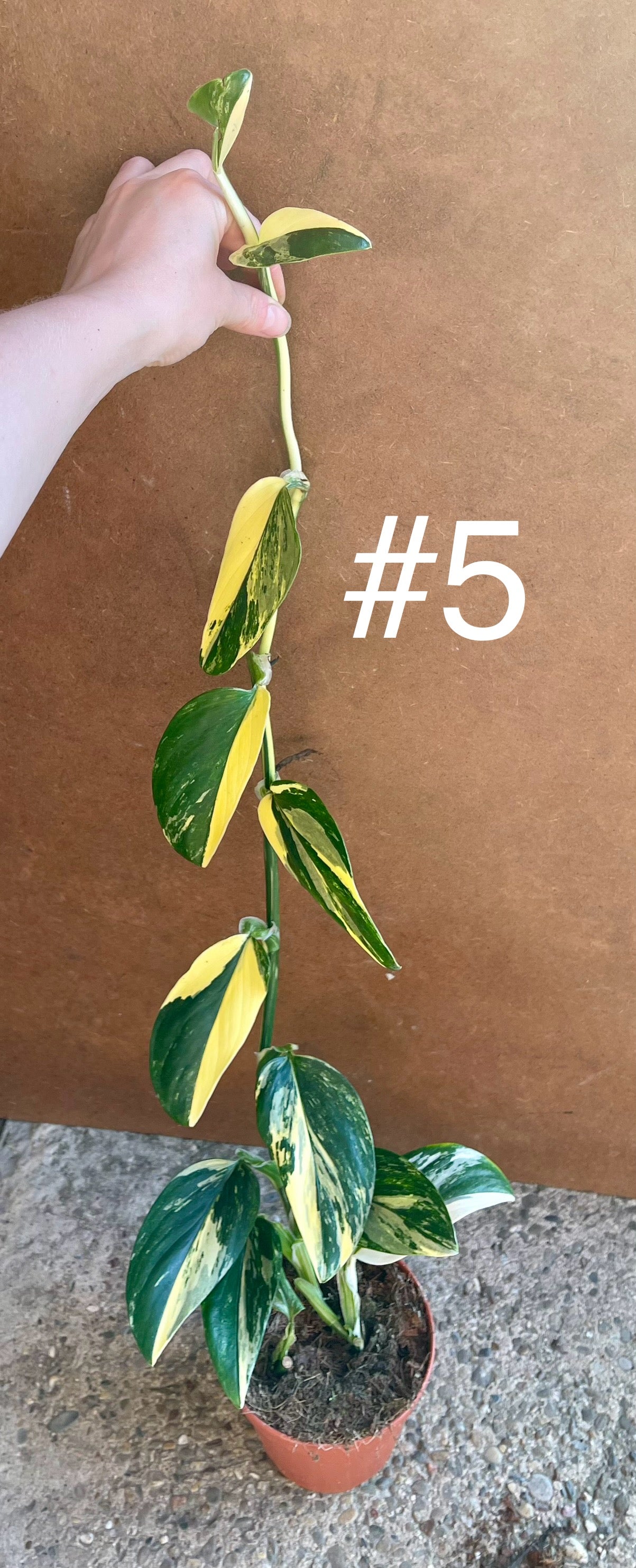 Monstera standleyana variegata