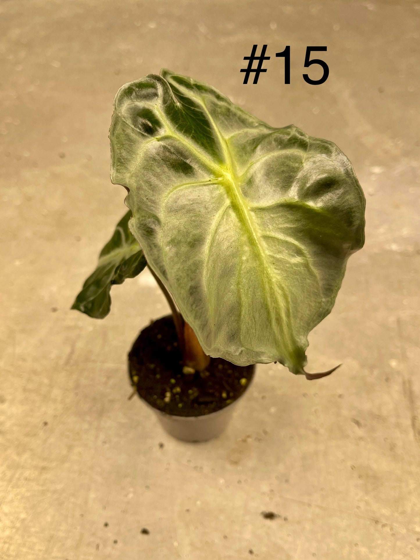 ALOCASIA VENOM S NEW