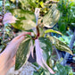 Philodendron red anderson M NEW