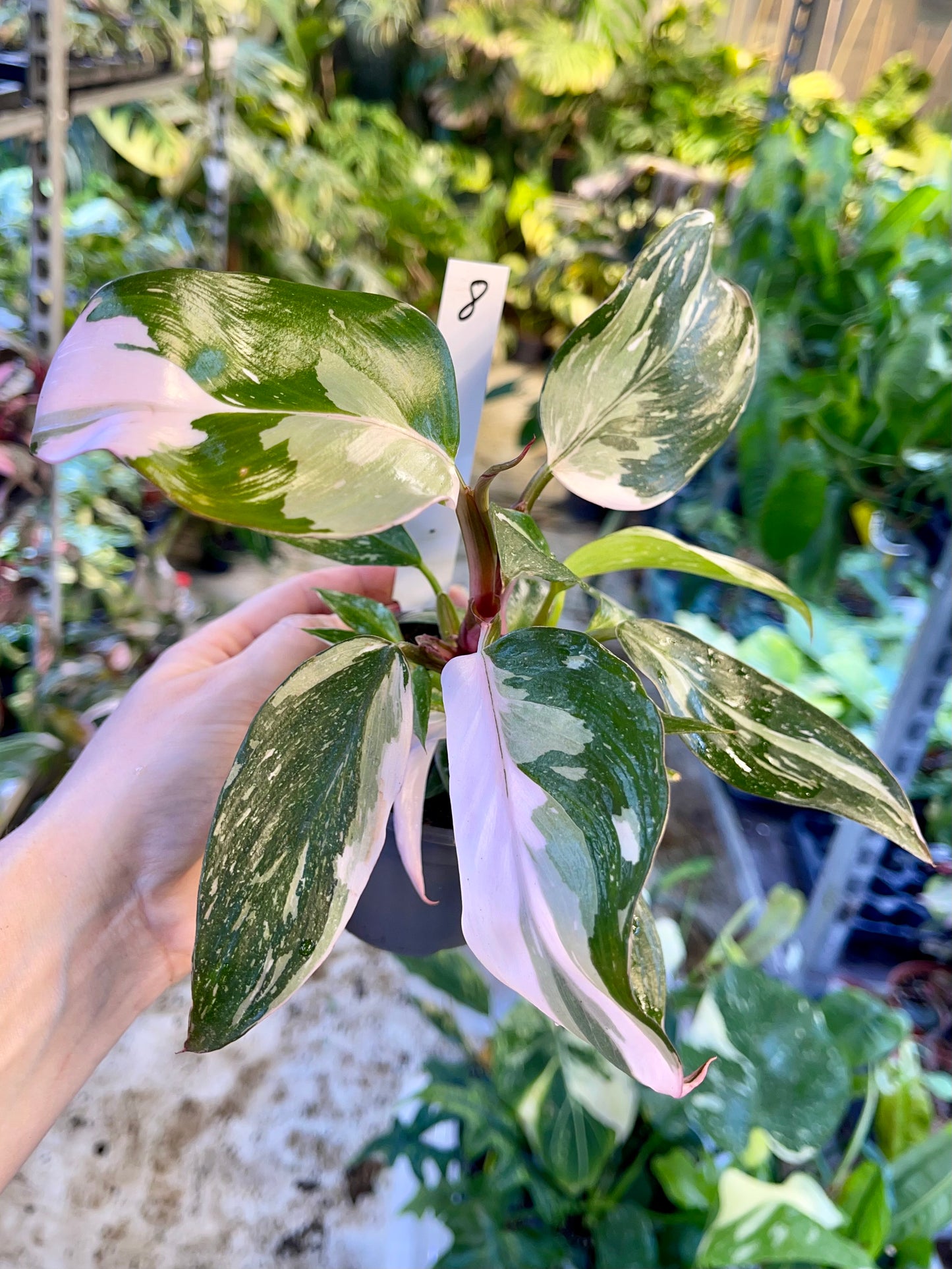 Philodendron red anderson M NEW