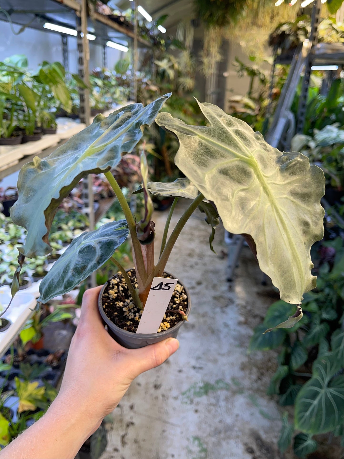 ALOCASIA VENOM L NEW
