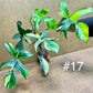 Philodendron Florida beauty