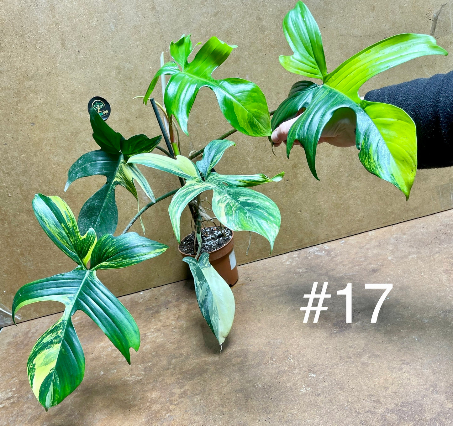 Philodendron Florida beauty