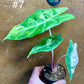 Alocasia nairobi nights variegata S NEW