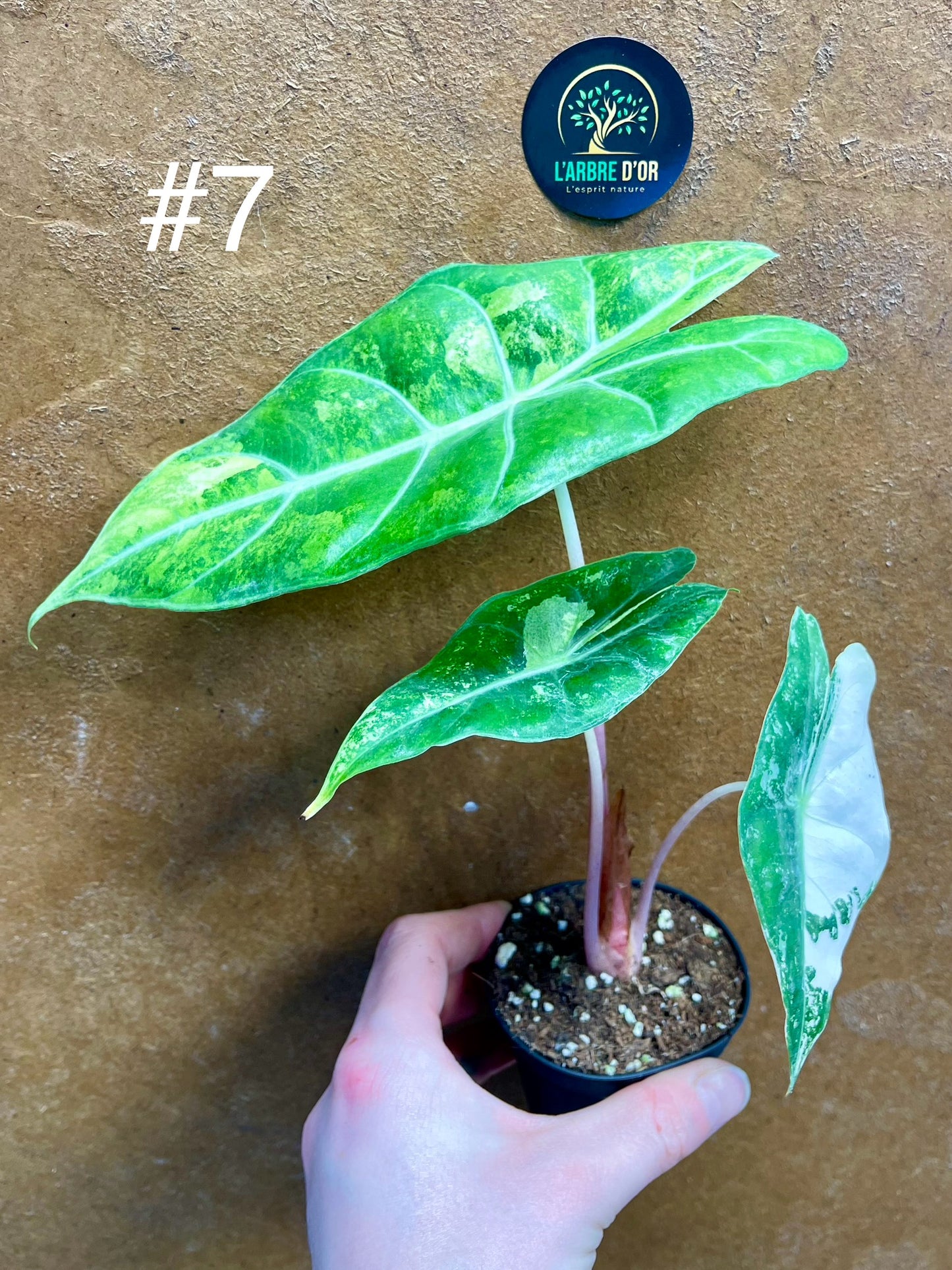 Alocasia nairobi nights variegata S NEW