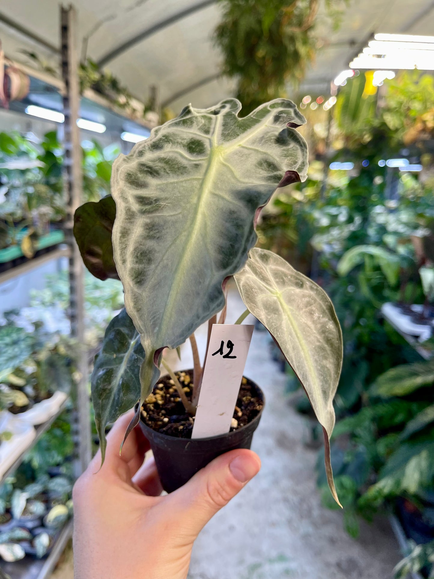 ALOCASIA VENOM S NEW