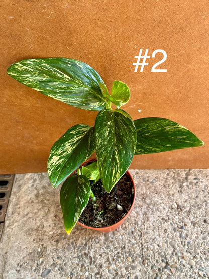 Monstera standleyana variegata