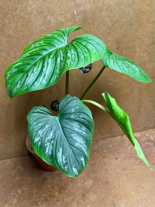 Philodendron mamei