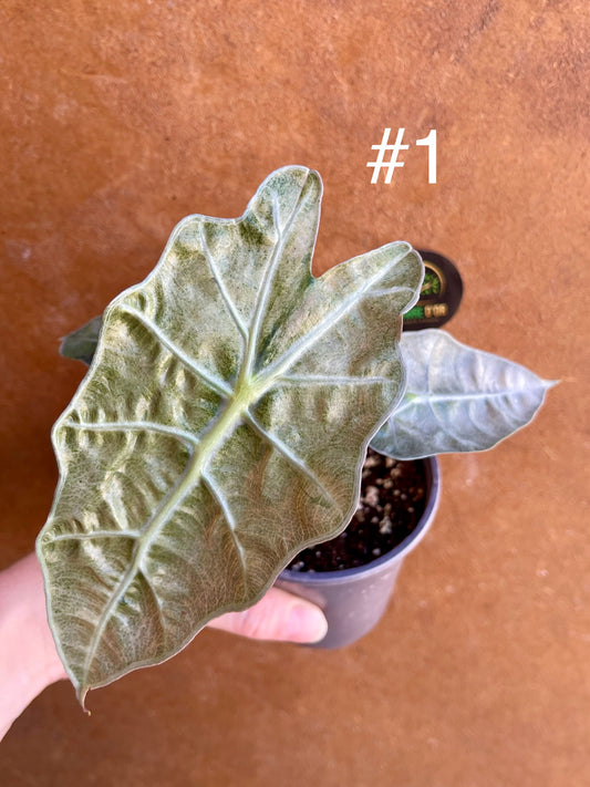 Alocasia polly pink / mint variegata