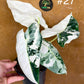 Alocasia frydek variegata haute variegation M