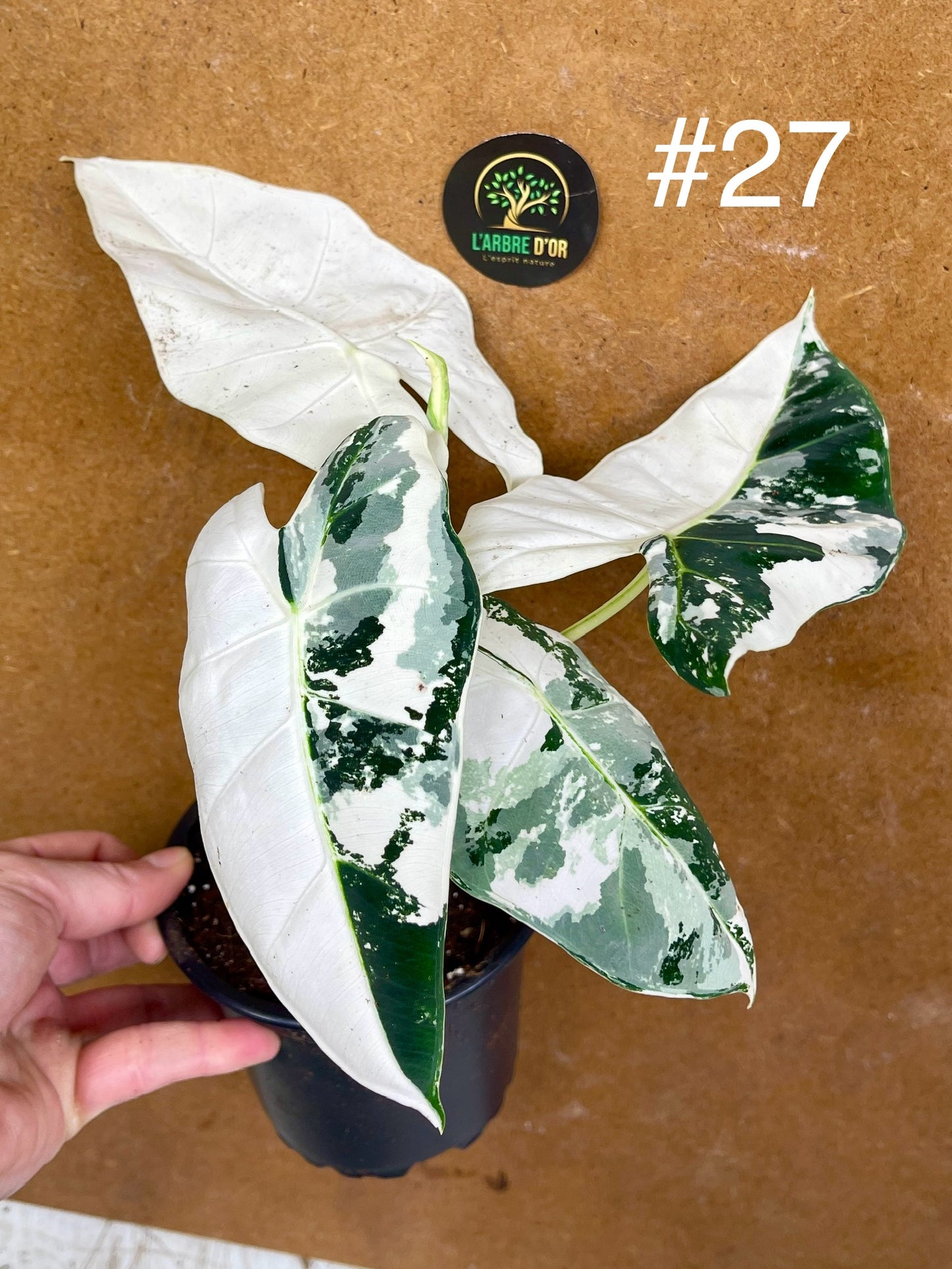 Alocasia frydek variegata haute variegation M