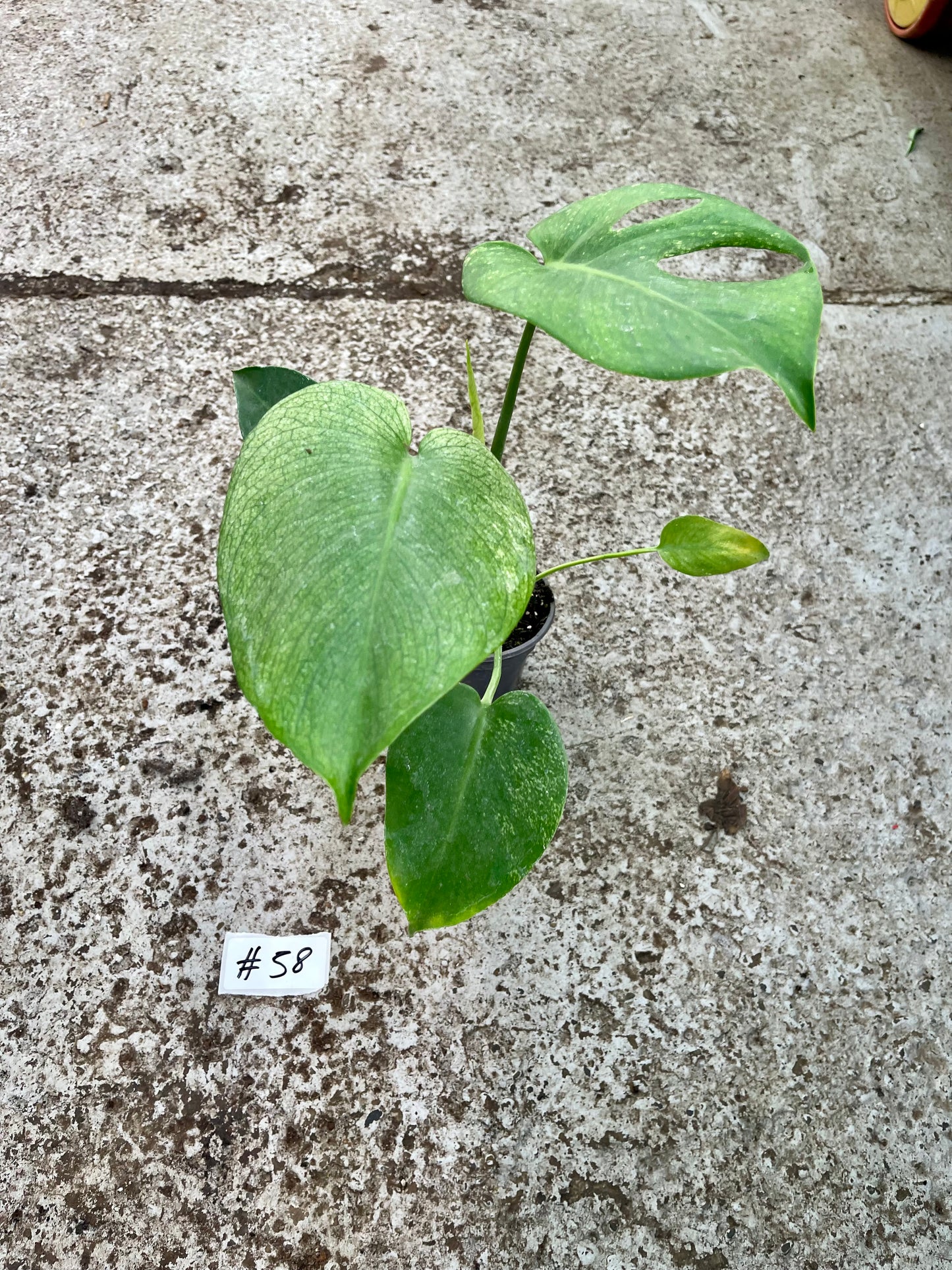 PLANTE A SAUVER