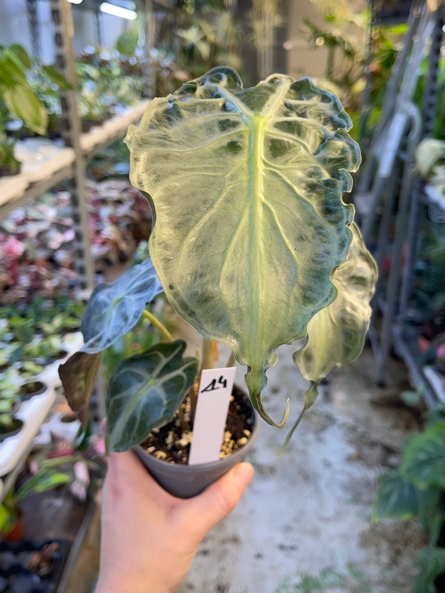 ALOCASIA VENOM L NEW