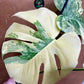 Monstera legacy