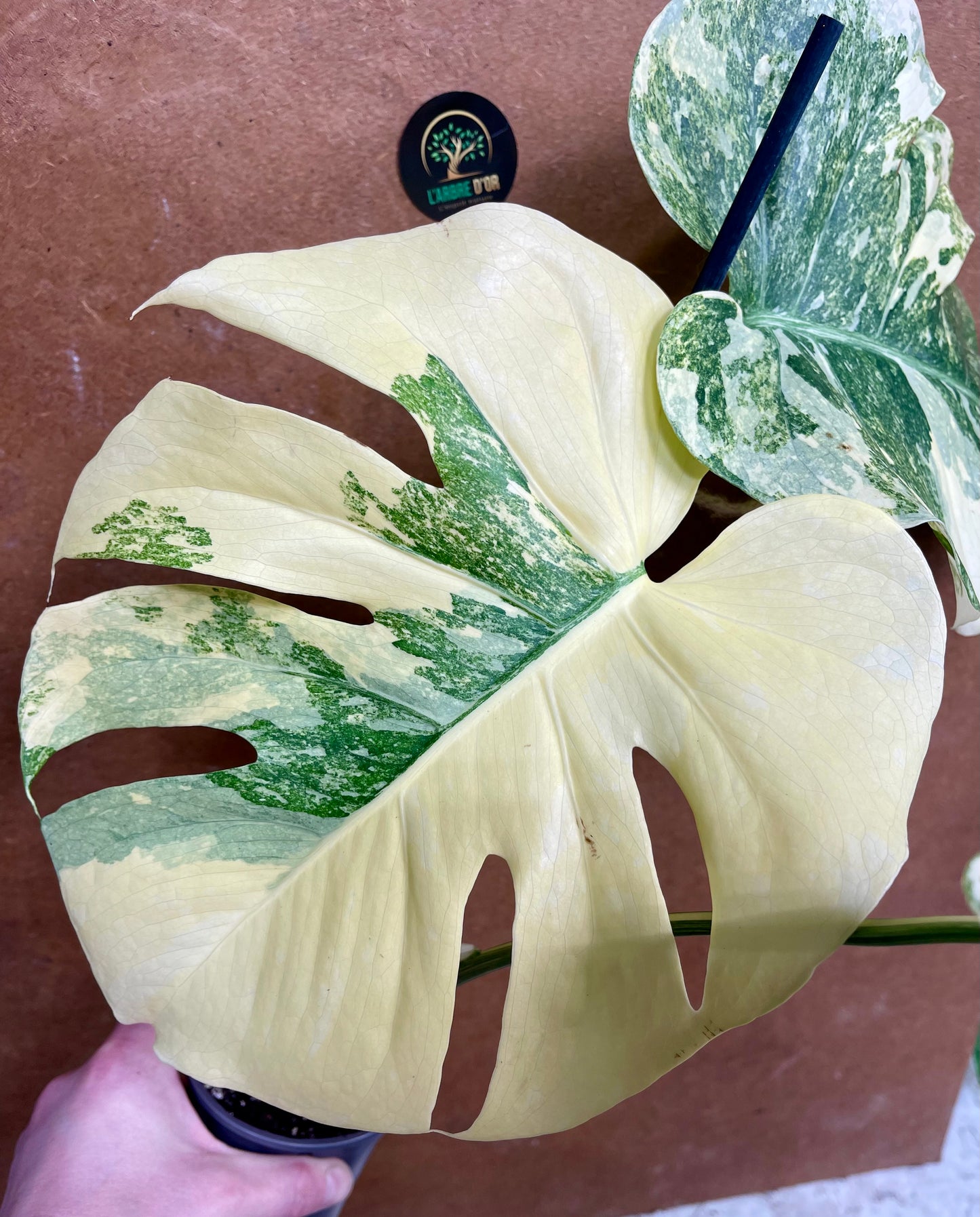 Monstera legacy