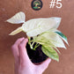 Monstera laniata variegata