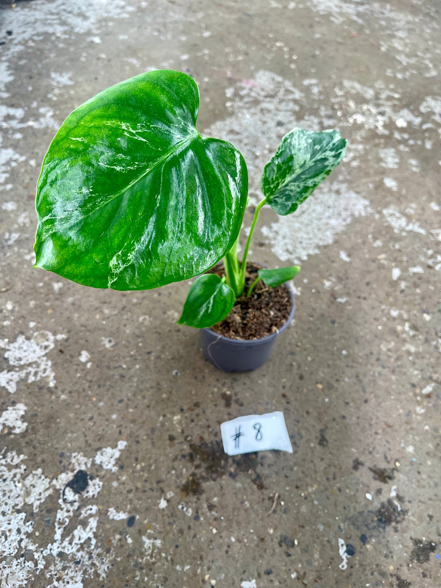 MONSTERA BULBASAUR M
