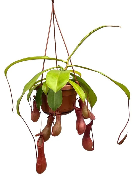 Nepenthes alata