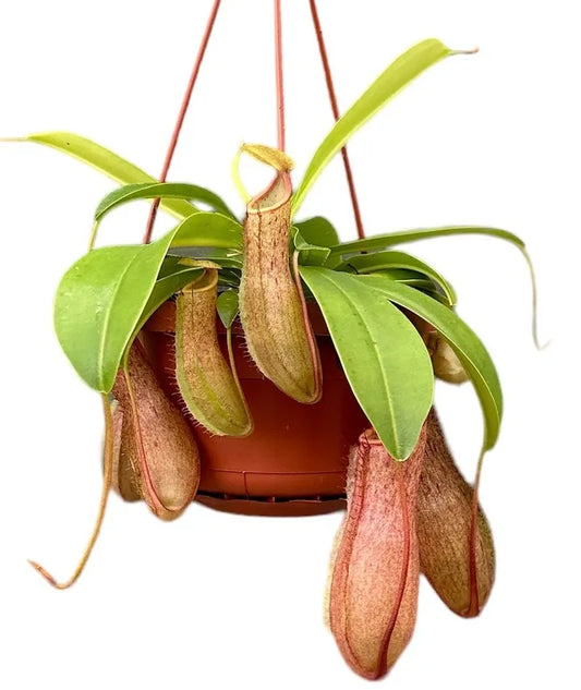 Nepenthes Linda