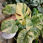 Monstera legacy