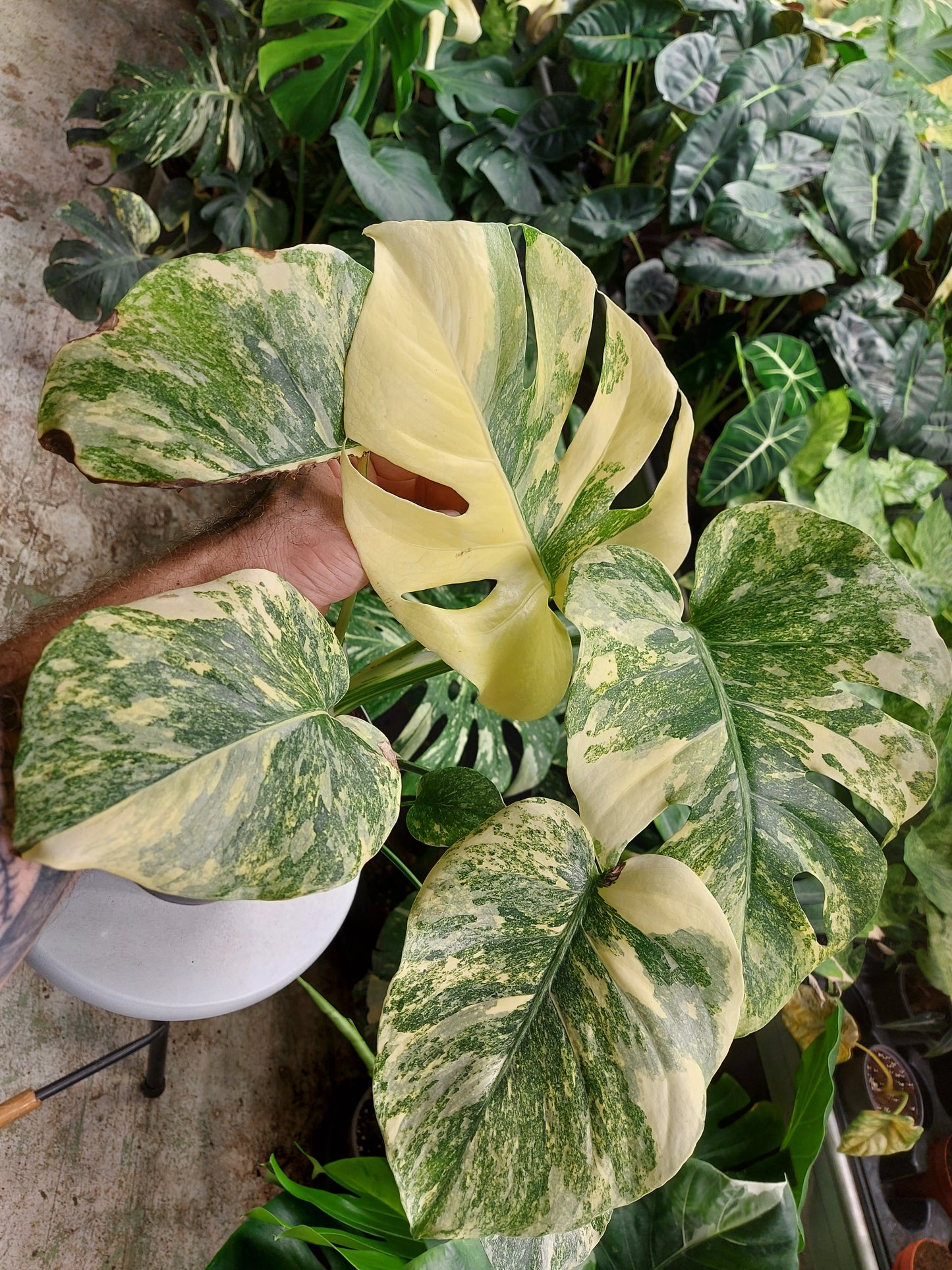 Monstera legacy