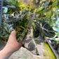 ALOCASIA BLACK VELVET PINK VARIEGATA M