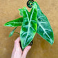 Alocasia longiloba silver S NEW