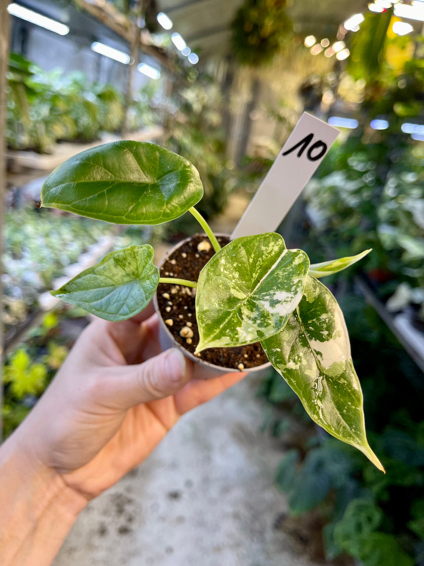 ALOCASIA DRAGON SCALE ALBO VARIEGATA  S