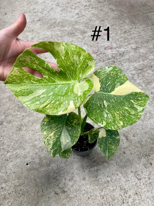 MONSTERA LEGACY M NEW