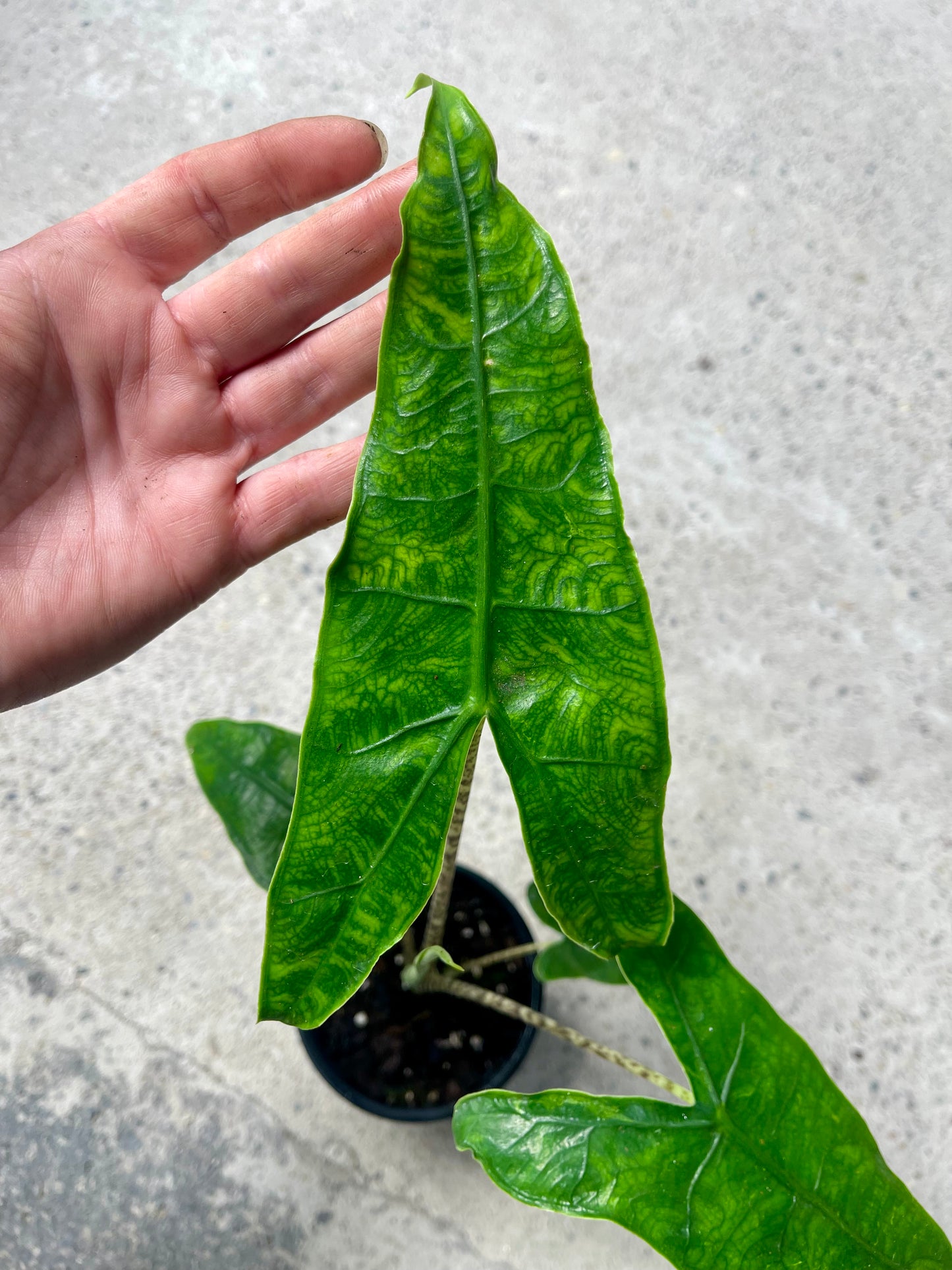 Alocasia zebrina reticulata