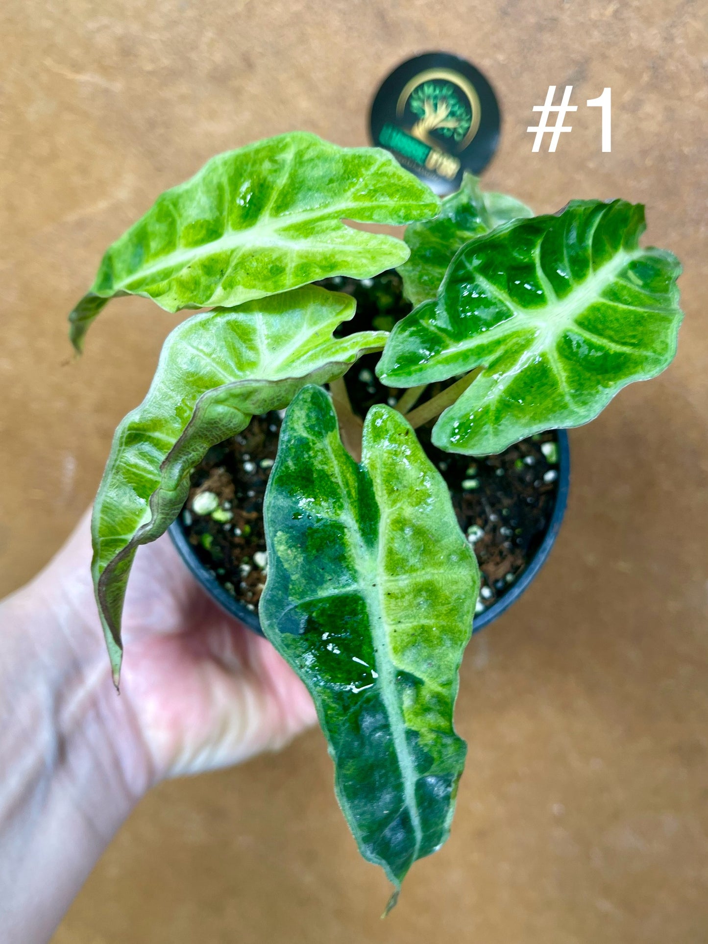 Alocasia amazonica variegata tricolor NEW